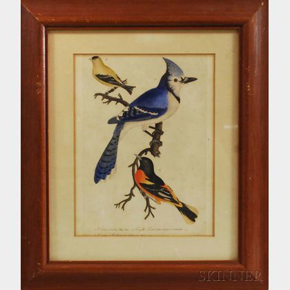 Alexander Wilson (Scottish/American 1766-1813) Hand-colored Engraving of Birds from American Ornithology