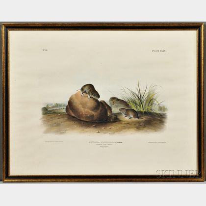 Audubon, John James (1785-1851) Three Quadruped Prints, Says Least Shrew, Lecontes Pine Mouse, [and] Townsends Shrew Mole. Plates LXX 