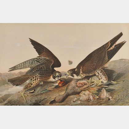 Audubon, John James (1785-1851) Great Footed Hawk, or Peregrine Falcon