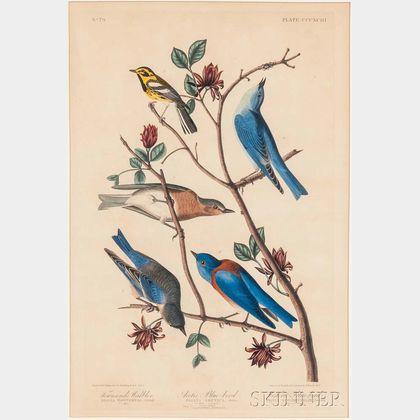 Audubon, John James (1785-1851) Townsend's Warbler, Arctic Blue-bird, and Western Blue-bird , Plate CCCXCIII.
