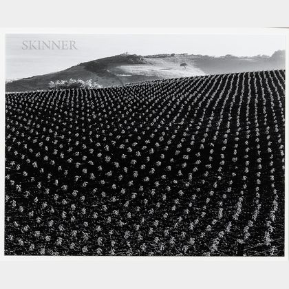 Edward Weston (American, 1886-1958) Tomato Field