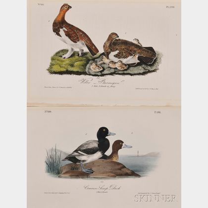 Audubon, John James (1785-1851)