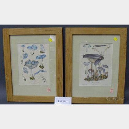 Six Framed Mycological Prints