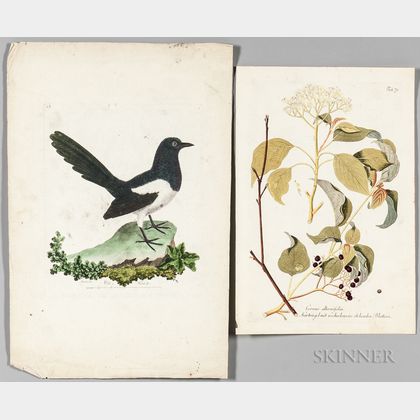 Botanical and Ornithological Prints, Six Hand-colored.