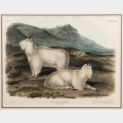 Audubon, John James (1785-1851) Capra Americana, Rocky Mountain Goat, Plate CXXVIII.