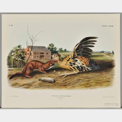 Audubon, John James (1785-1851) Tawny Weasel, Plate CXLVIII.