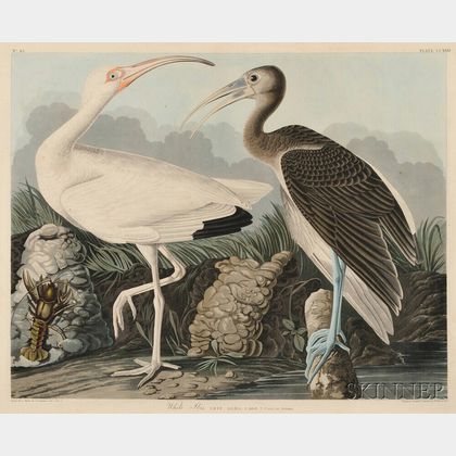 Audubon, John James (1785-1851) White Ibis , Plate CCXXII.