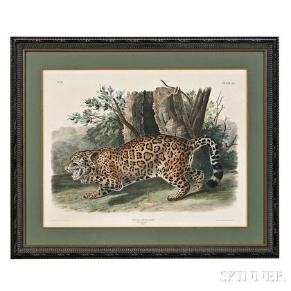 Audubon, John James (1785-1851) The Jaguar, Female, Plate CI.