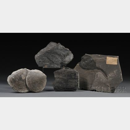 Group of Four Fossils 