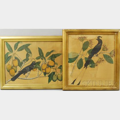 Two Botanical Illustrations with Birds