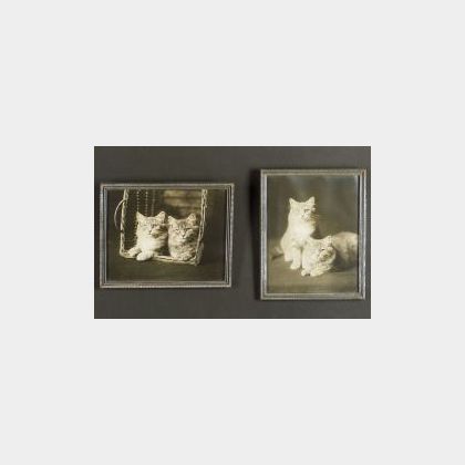 American School, 20th Century Lot of Two Photographs of Tabby Cats.