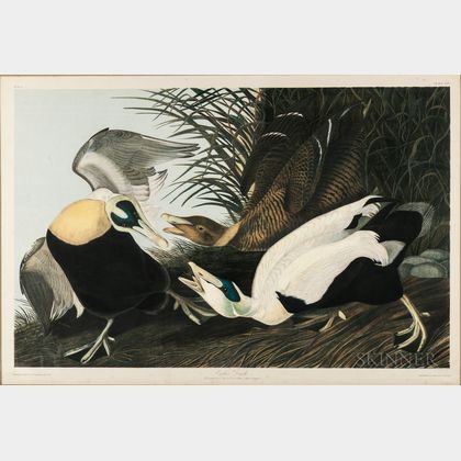 Audubon, John James (1785-1851) Eider Duck , Plate 405.