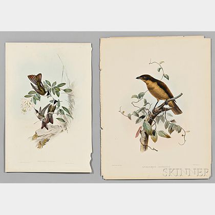Gould, John (1804-1881) Four Hummingbird Prints, and Six Additional Prints of Different Species.