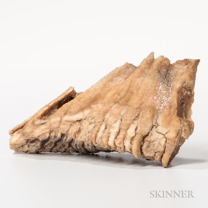 Prehistoric Mastodon Tooth