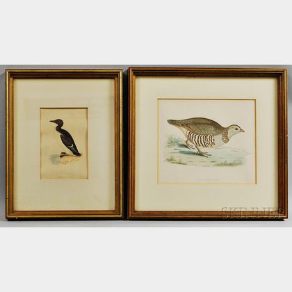 Two Framed Hand-colored Engravings of the Barbary Partridge and Brunnich's Guillemot. Estimate $80-100