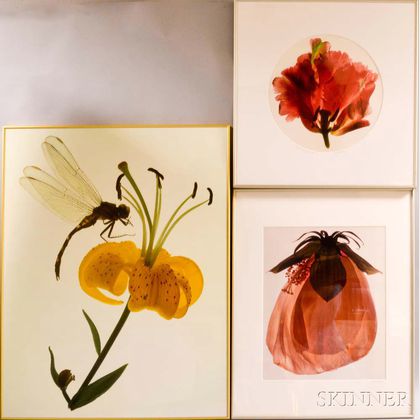 Ann Parker (British, b. 1934) Three Color Photographs of Flowers: Dragon Fly and Lily , Giant Hibiscus