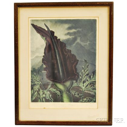 Robert John Thornton (English, 1768-1837) The Dragon Arum (from The Temple of Flora)
