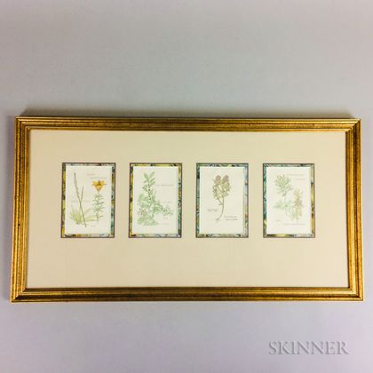 Nantucket Wildflowers: Four Botanical Book Illustrations by Anne Hinchman Together in a Common Frame.