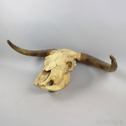 Large Steer Skull