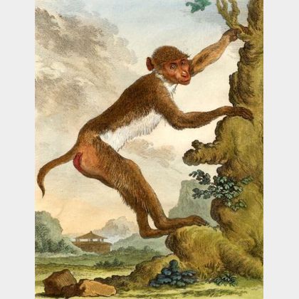 Six Framed French Hand Tinted Engravings of Primates