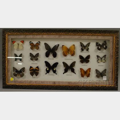 Framed Group of Sixteen Mounted Butterfly and Moth Specimens
