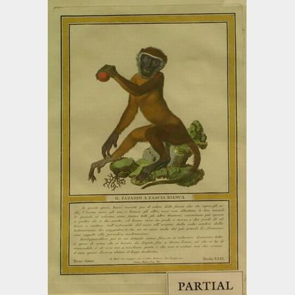 Two Framed Italian Hand-tinted Engravings of Monkeys