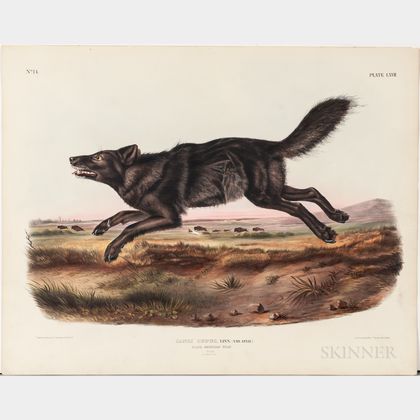 Audubon, John James (1785-1851) Black American Wolf , Plate LXVII.