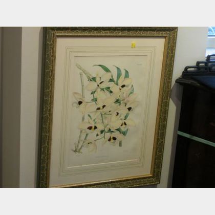 Three Framed Color Lithographs of Orchid Specimens