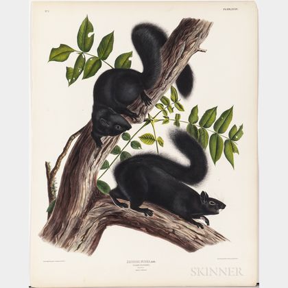 Audubon, John James (1785-1851) Black Squirrel , Plate XXXIV.