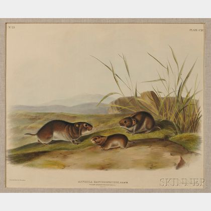 Audubon, John James (1785-1851) Four Mouse Prints.