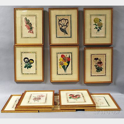 Thirteen 1840s Botanical Prints: Ranunculus, Fancy Pelargoniums, Pansies, Tulips, Conchiflora, Abelia Floribunda, Carnations