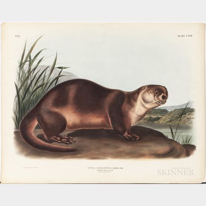 Audubon, John James (1785-1851) Canada Otter , Plate CXXII.