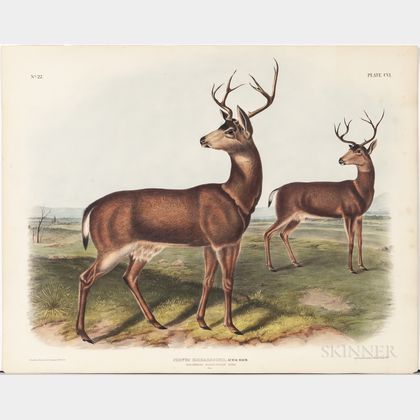 Audubon, John James (1785-1851) Columbian Black-tailed Deer , Plate CVI.