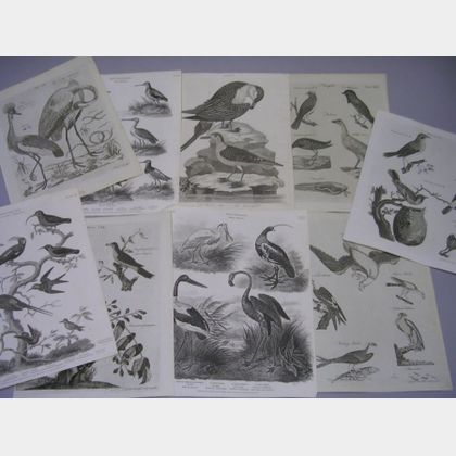 Nine Assorted Unframed 19th Century Book Plates Depicting Birds. 