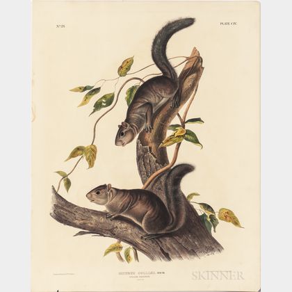 Audubon, John James (1785-1851) Collies Squirrel , Plate CIV.