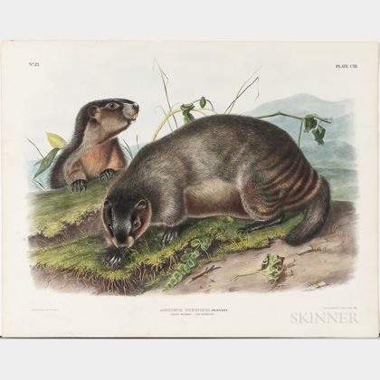 Audubon, John James (1785-1851) Hoary Marmot, The Whistler , Plate CIII.