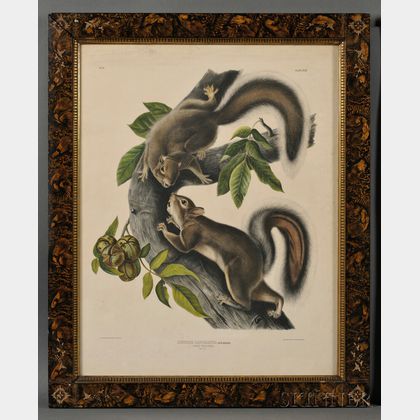 Audubon, John James (1785-1851) Four Squirrel Prints.