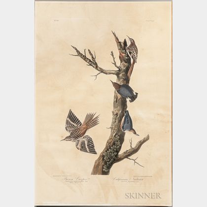 Audubon, John James (1785-1851) Brown Creeper; Californian Nuthatch, Plate 415.