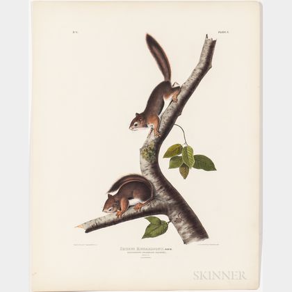 Audubon, John James (1785-1851) Richardson's Columbian Squirrel , Plate V.