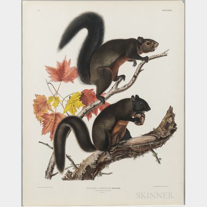 Audubon, John James (1785-1851) Long Haired Squirrel , Plate XXVII.