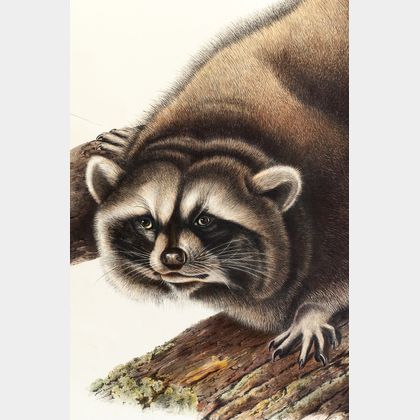 Audubon, John James (1785-1851) Raccoon , Plate LXI.