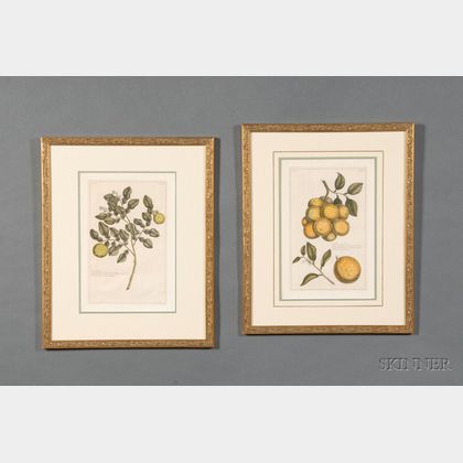 Pair of Decorative Botanical Prints by Pierre Joseph Buchoz