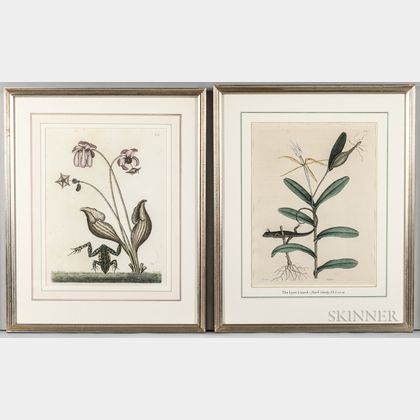 Catesby, Mark (1679-1749) Two Natural History Prints.