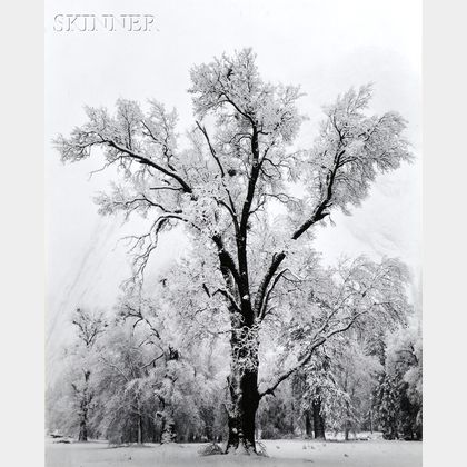 Ansel Adams (American, 1902-1984) Oak Tree - Snowstorm, Yosemite National Park, California