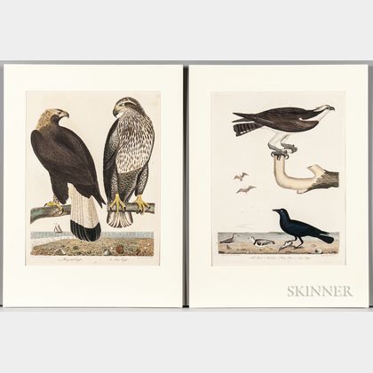 Ornithological Subjects, Eight Bird Prints.