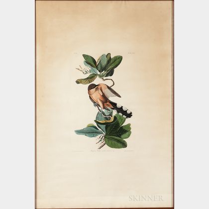 Audubon, John James (1785-1851) Mangrove Cuckoo , Plate CLXIX.