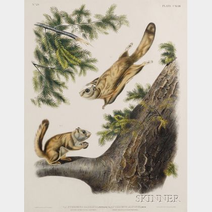 Audubon, John James (1785-1851) & Audubon, John Woodhouse (1812-1862)