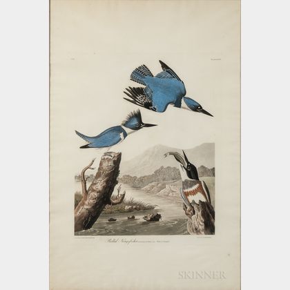 Audubon, John James (1785-1851) Belted Kingfisher , Plate 77.