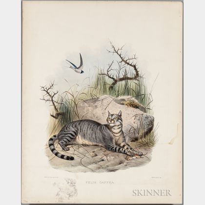 Cat Prints, Nineteen Natural History Examples.