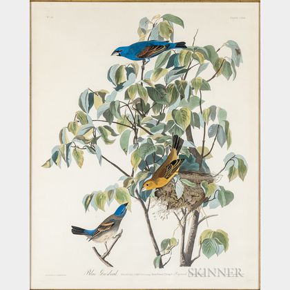 Audubon, John James (1785-1851) Blue Grosbeak , Plate CXXII.